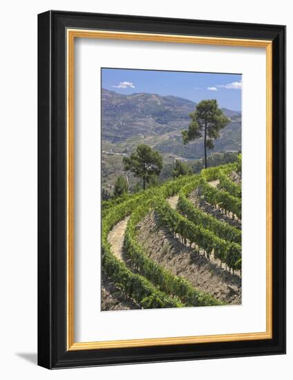 Vineyards of the Douro Valley, Pinhao, Portugal-Julie Eggers-Framed Photographic Print