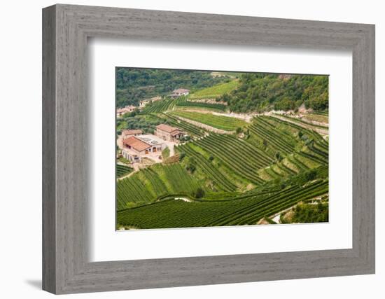 Vineyards of Valpolicella, Sant Ambrogio Di Valpolicella, Verona Province, Veneto, Italy, Europe-Nico Tondini-Framed Photographic Print