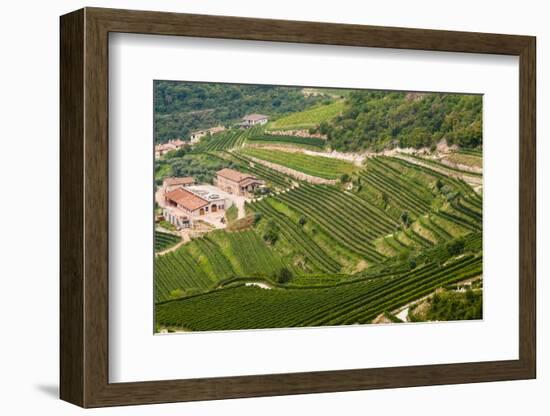 Vineyards of Valpolicella, Sant Ambrogio Di Valpolicella, Verona Province, Veneto, Italy, Europe-Nico Tondini-Framed Photographic Print