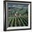 Vineyards of Ville Domange, North Side of Montagne De Reims-Joe Cornish-Framed Photographic Print