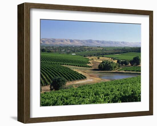 Vineyards, Oliverhill Wines, Mclaren Vale, South Australia, Australia, Pacific-Neale Clarke-Framed Photographic Print