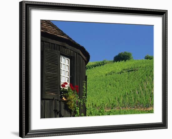 Vineyards on Hillside Behind Circular Timbered House, Riquewihr, Haut-Rhin, Alsace, France, Europe-Tomlinson Ruth-Framed Photographic Print