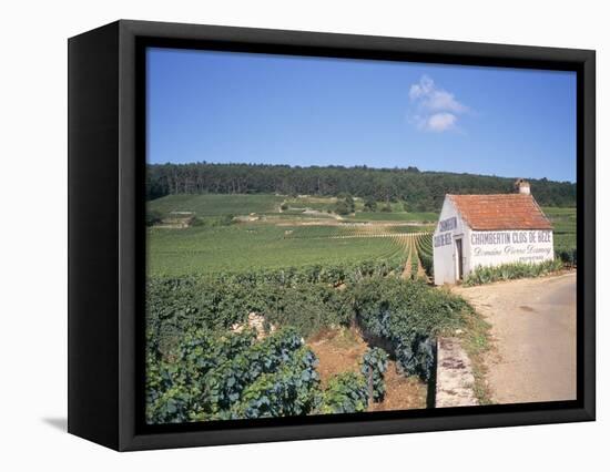 Vineyards on Route Des Grands Crus, Nuits St. Georges, Dijon, Burgundy, France-Geoff Renner-Framed Premier Image Canvas