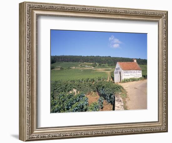 Vineyards on Route Des Grands Crus, Nuits St. Georges, Dijon, Burgundy, France-Geoff Renner-Framed Photographic Print