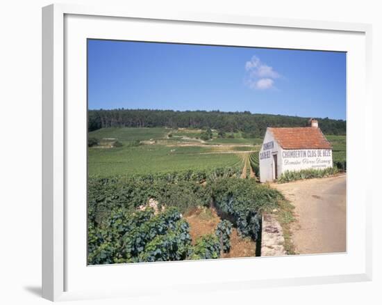 Vineyards on Route Des Grands Crus, Nuits St. Georges, Dijon, Burgundy, France-Geoff Renner-Framed Photographic Print