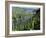 Vineyards on Slopes Above the Mosel River, Gravenburg, Germany, Europe-Oliviero Olivieri-Framed Photographic Print