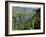 Vineyards on Slopes Above the Mosel River, Gravenburg, Germany, Europe-Oliviero Olivieri-Framed Photographic Print