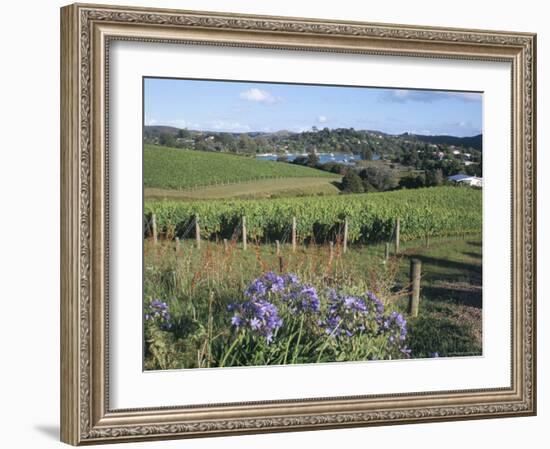 Vineyards, Ostend, Waiheke Island, Hauraki Gulf, North Island, New Zealand-Ken Gillham-Framed Photographic Print