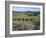 Vineyards, Ostend, Waiheke Island, Hauraki Gulf, North Island, New Zealand-Ken Gillham-Framed Photographic Print