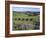 Vineyards, Ostend, Waiheke Island, Hauraki Gulf, North Island, New Zealand-Ken Gillham-Framed Photographic Print