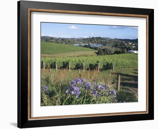 Vineyards, Ostend, Waiheke Island, Hauraki Gulf, North Island, New Zealand-Ken Gillham-Framed Photographic Print