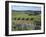 Vineyards, Ostend, Waiheke Island, Hauraki Gulf, North Island, New Zealand-Ken Gillham-Framed Photographic Print