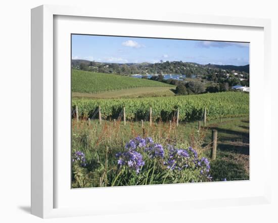 Vineyards, Ostend, Waiheke Island, Hauraki Gulf, North Island, New Zealand-Ken Gillham-Framed Photographic Print