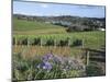 Vineyards, Ostend, Waiheke Island, Hauraki Gulf, North Island, New Zealand-Ken Gillham-Mounted Photographic Print