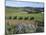 Vineyards, Ostend, Waiheke Island, Hauraki Gulf, North Island, New Zealand-Ken Gillham-Mounted Photographic Print