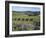 Vineyards, Ostend, Waiheke Island, Hauraki Gulf, North Island, New Zealand-Ken Gillham-Framed Photographic Print