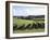 Vineyards, Ostend, Waiheke Island, North Island, New Zealand-Ken Gillham-Framed Photographic Print