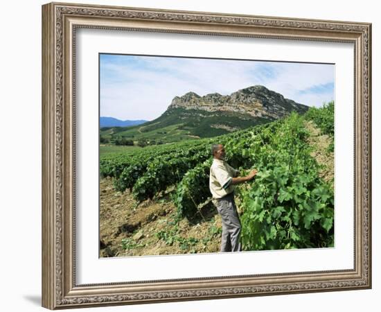 Vineyards, Patrimonio Area, Corsica, France-Yadid Levy-Framed Photographic Print