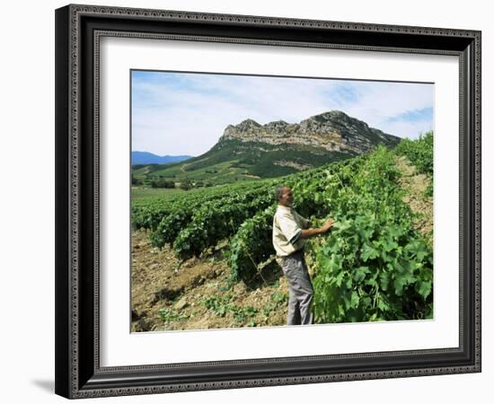 Vineyards, Patrimonio Area, Corsica, France-Yadid Levy-Framed Photographic Print