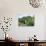 Vineyards, Patrimonio Area, Corsica, France-Yadid Levy-Photographic Print displayed on a wall