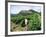 Vineyards, Patrimonio Area, Corsica, France-Yadid Levy-Framed Photographic Print