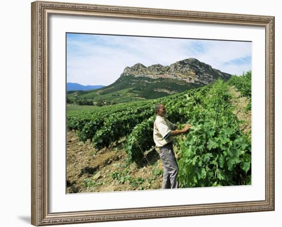 Vineyards, Patrimonio Area, Corsica, France-Yadid Levy-Framed Photographic Print