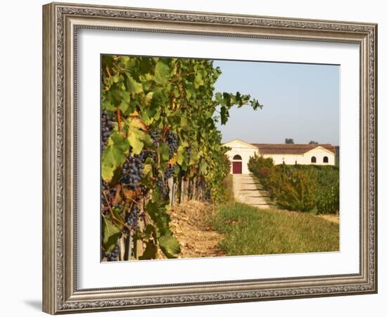 Vineyards, Petit Verdot Vines and Winery, Chateau De La Tour, Bordeaux, France-Per Karlsson-Framed Photographic Print