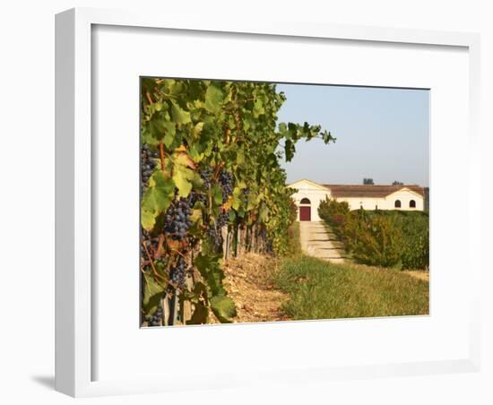 Vineyards, Petit Verdot Vines and Winery, Chateau De La Tour, Bordeaux, France-Per Karlsson-Framed Photographic Print