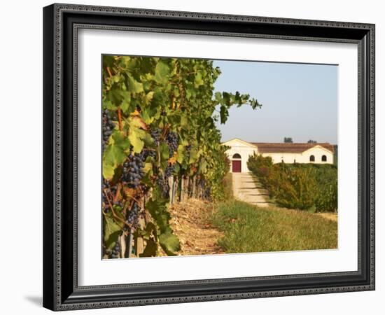 Vineyards, Petit Verdot Vines and Winery, Chateau De La Tour, Bordeaux, France-Per Karlsson-Framed Photographic Print