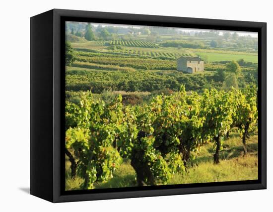 Vineyards, Provence, France, Europe-John Miller-Framed Premier Image Canvas