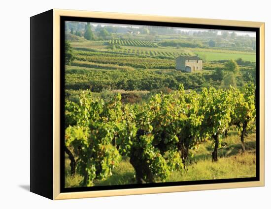 Vineyards, Provence, France, Europe-John Miller-Framed Premier Image Canvas