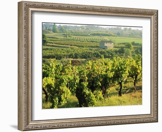 Vineyards, Provence, France, Europe-John Miller-Framed Photographic Print