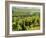 Vineyards, Provence, France, Europe-John Miller-Framed Photographic Print