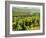 Vineyards, Provence, France, Europe-John Miller-Framed Photographic Print