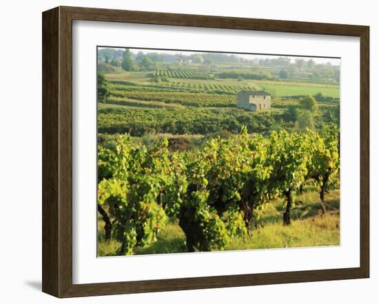 Vineyards, Provence, France, Europe-John Miller-Framed Photographic Print