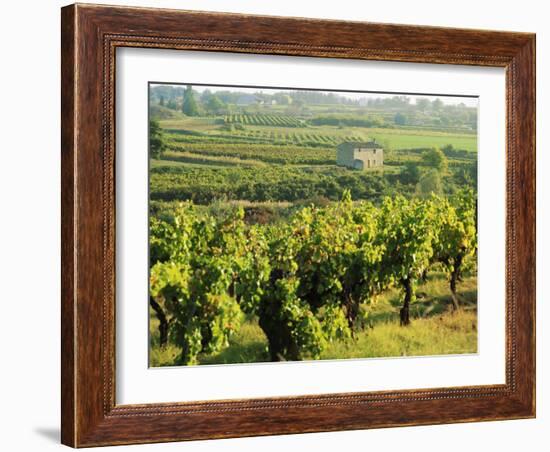 Vineyards, Provence, France, Europe-John Miller-Framed Photographic Print