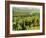 Vineyards, Provence, France, Europe-John Miller-Framed Photographic Print