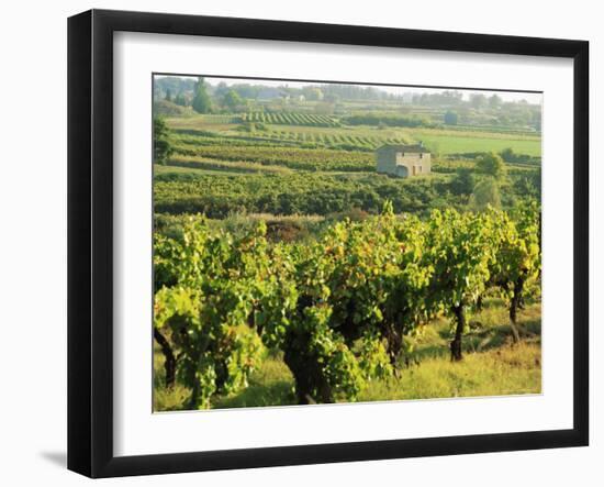 Vineyards, Provence, France, Europe-John Miller-Framed Photographic Print