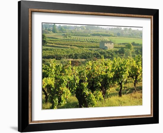 Vineyards, Provence, France, Europe-John Miller-Framed Photographic Print