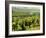 Vineyards, Provence, France, Europe-John Miller-Framed Photographic Print