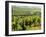 Vineyards, Provence, France, Europe-John Miller-Framed Photographic Print