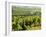 Vineyards, Provence, France, Europe-John Miller-Framed Photographic Print
