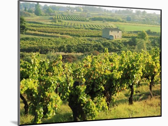 Vineyards, Provence, France, Europe-John Miller-Mounted Photographic Print
