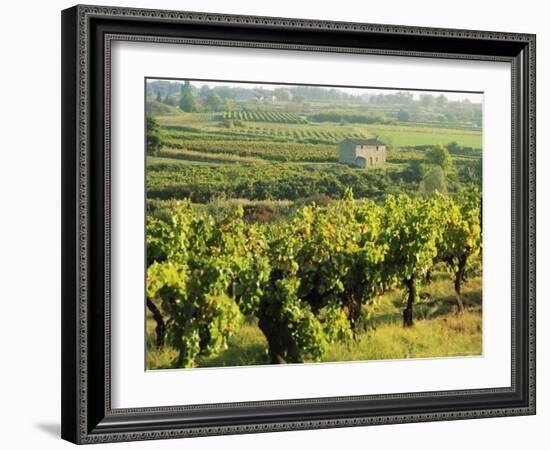 Vineyards, Provence, France, Europe-John Miller-Framed Photographic Print