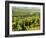 Vineyards, Provence, France, Europe-John Miller-Framed Photographic Print