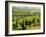 Vineyards, Provence, France, Europe-John Miller-Framed Photographic Print