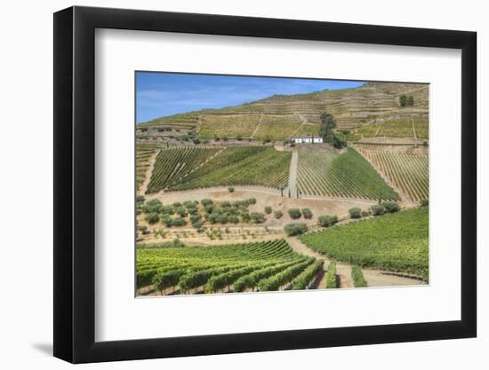 Vineyards, Quinta do Crasto, Alto Douro Wine Valley, UNESCO World Heritage Site, Portugal, Europe-Richard Maschmeyer-Framed Photographic Print