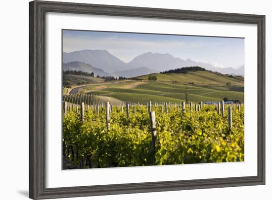 Vineyards, Renwick, Near Blenheim, Marlborough Region, South Island, New Zealand, Pacific-Stuart Black-Framed Photographic Print