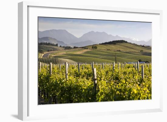 Vineyards, Renwick, Near Blenheim, Marlborough Region, South Island, New Zealand, Pacific-Stuart Black-Framed Photographic Print