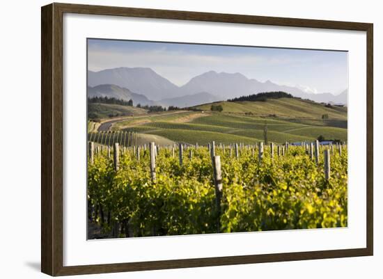 Vineyards, Renwick, Near Blenheim, Marlborough Region, South Island, New Zealand, Pacific-Stuart Black-Framed Photographic Print